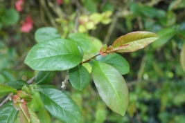 Cognassier japonais - feuilles
