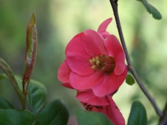 Cognassier japonais - fleur de Cognassier japonais