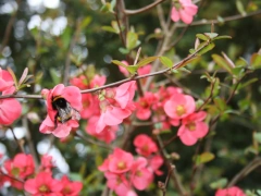 Cognassier japonais - bourdon terrestre sur une fleur de cognassier japonais