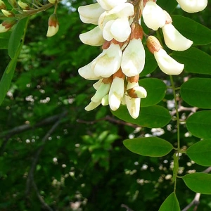 image de fleur d'acacia